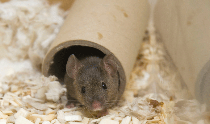 Mouse in lab tests